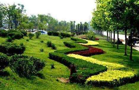 園林景觀工程常用的園林綠化植物有哪幾種？