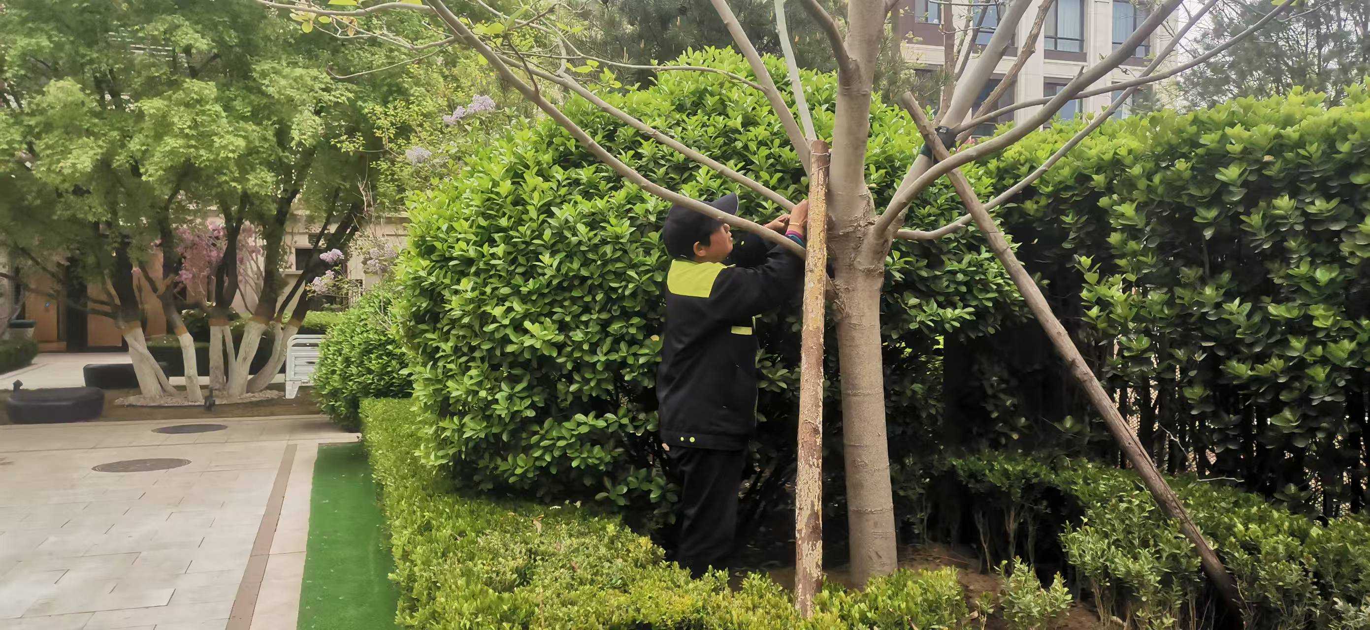 北京將出現(xiàn)10級(jí)以上大風(fēng)，園林綠化養(yǎng)護(hù)如何提前防范風(fēng)險(xiǎn)